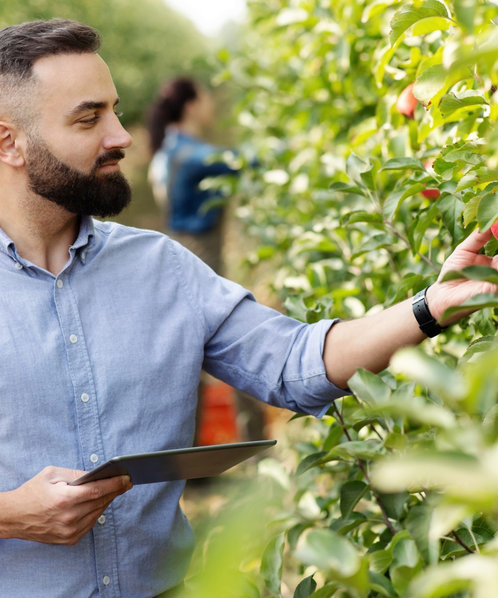 Control of fruit cultivation, check crop and management of eco farm with digital device Control of fruit cultivation, check crop and management of eco farm with digital device. Bearded young guy farmer with tablet on plantation with green trees checks organic red apples in garden